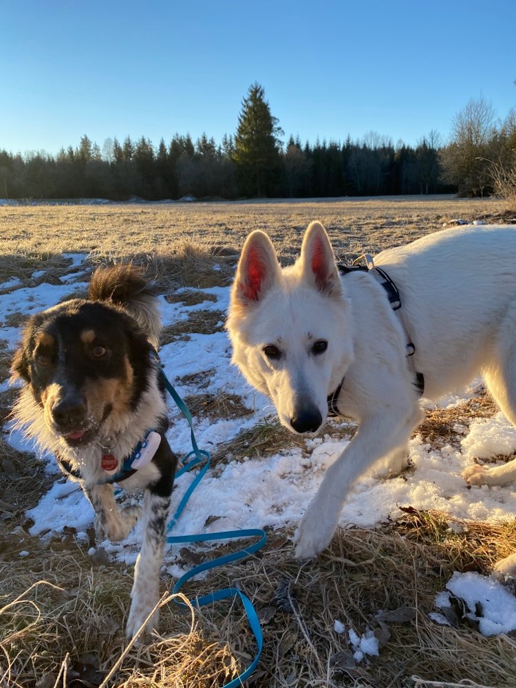 Hundetreffen-Social Walk/ Spielrunde-Profilbild
