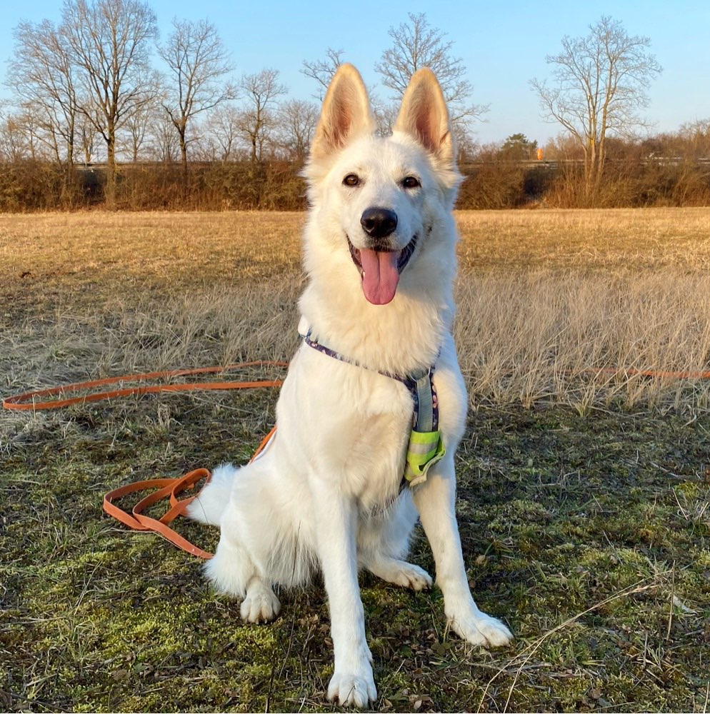 Hundetreffen-Spiel-und Trainingspartner gesucht 🐾-Profilbild