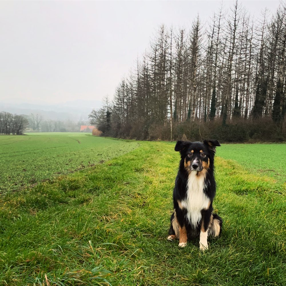 Hundetreffen-Toben, Spielen, Spaziergänge und Training-Profilbild