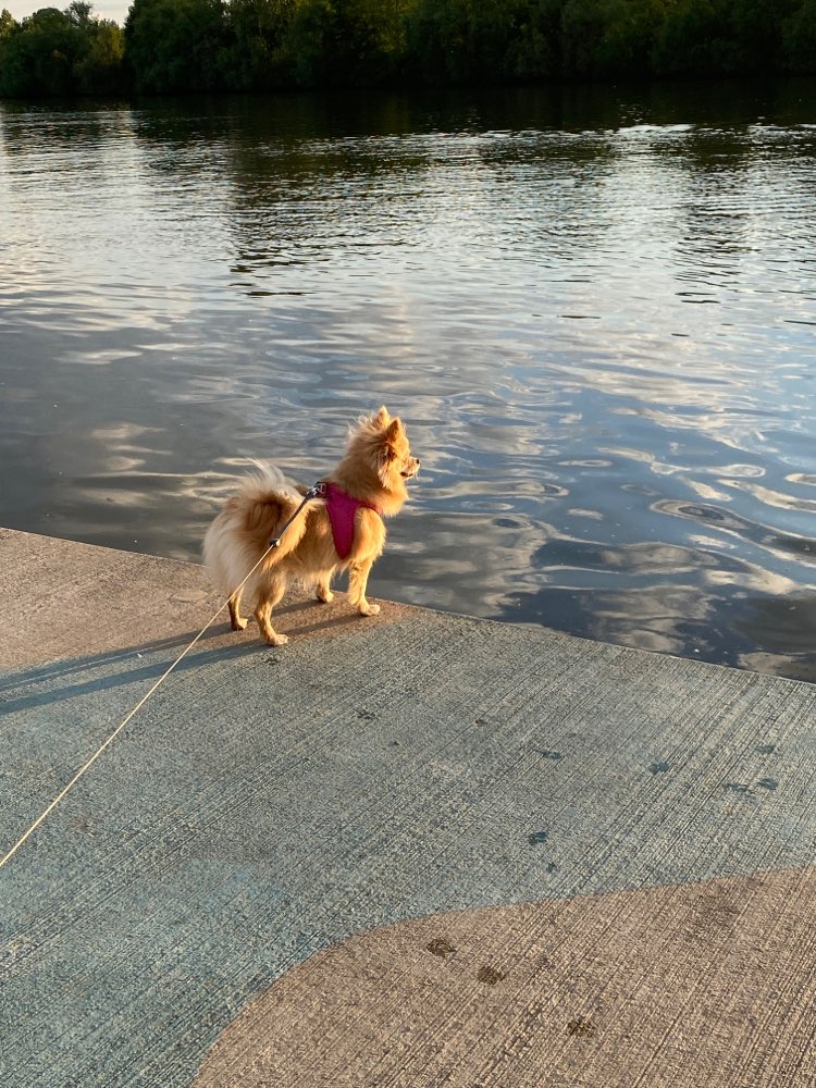 Hundetreffen-Junghunde Social Walk Treff Kelsterbach-Profilbild