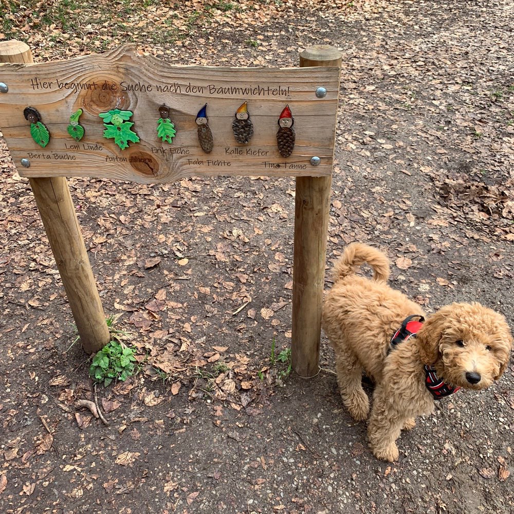 Hundetreffen-Treffen zum Toben und spielen gesucht-Profilbild