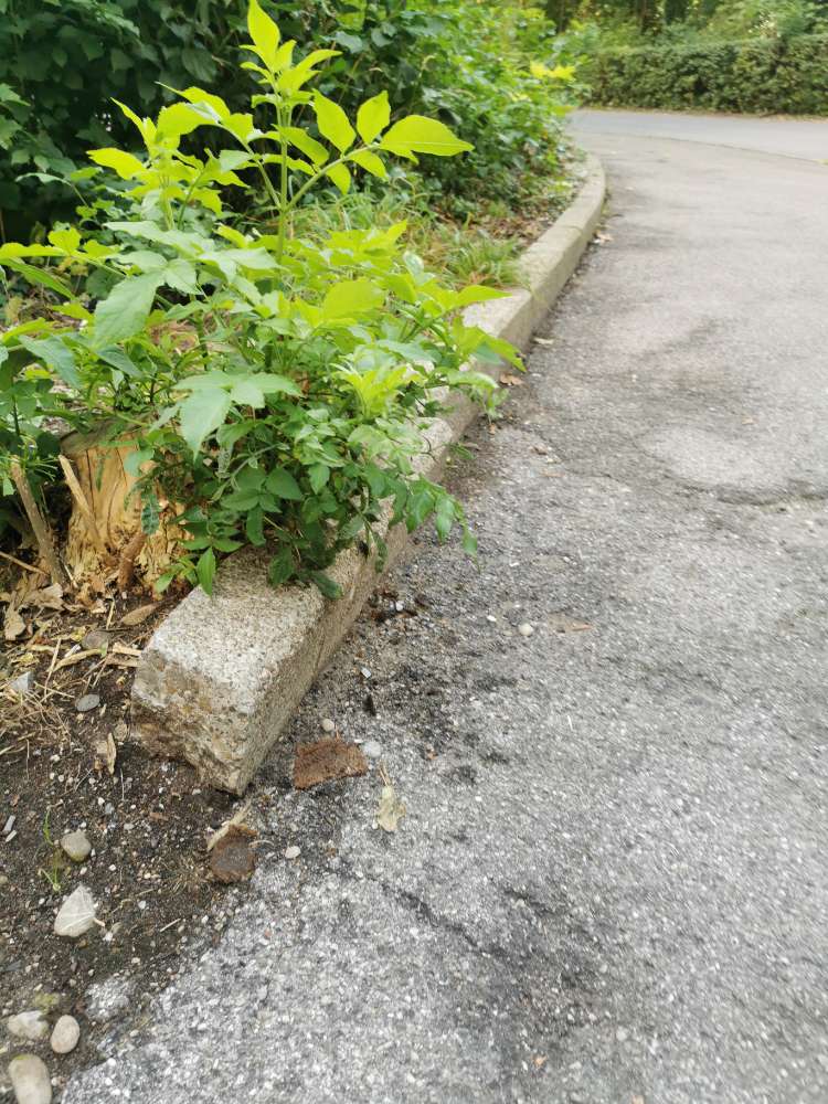 Giftköder-Glasscherben-Profilbild