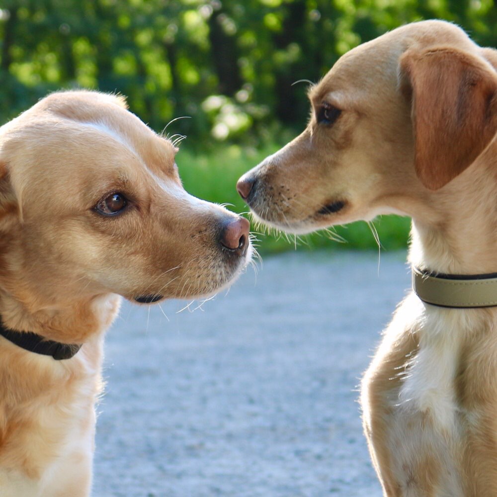 Hundetreffen-Nette Hundeleute rund um Aschaffenurg/Fasanerie-Profilbild