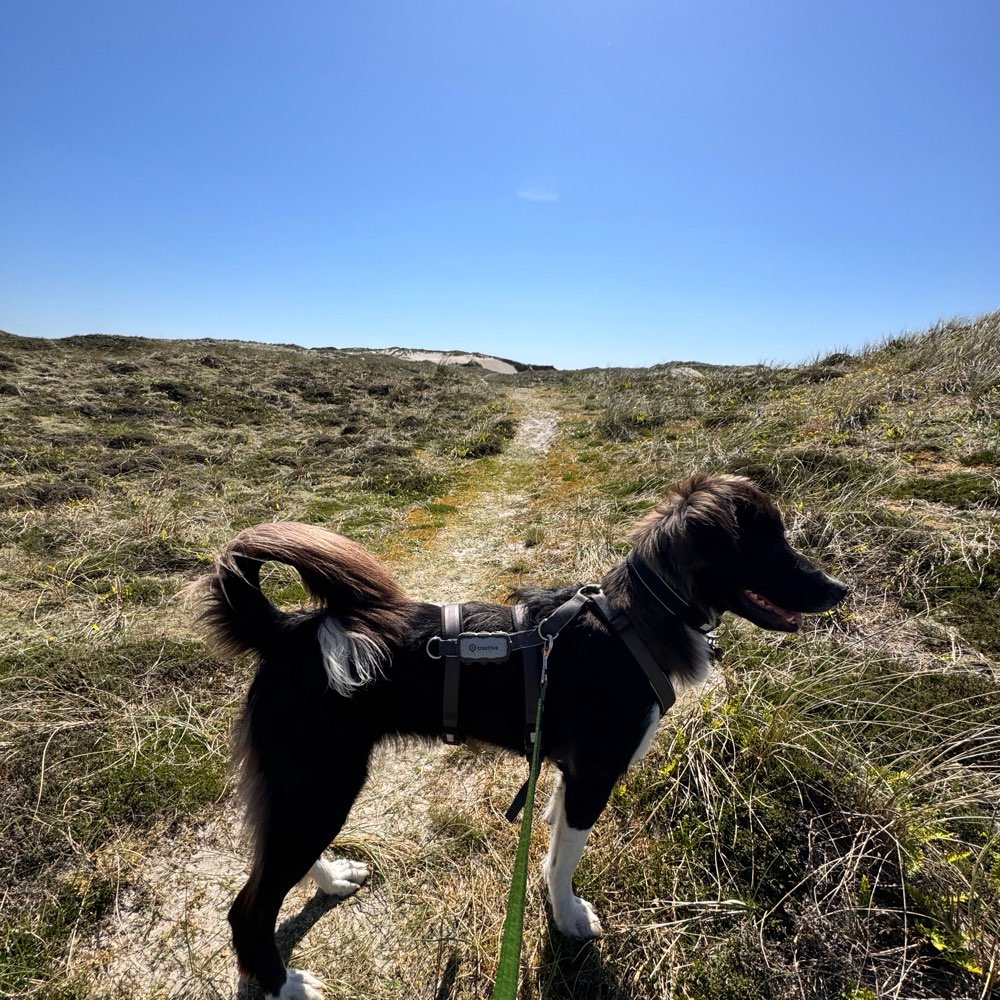 Hundetreffen-Gassikumpel für verspieltes großes Hundemädel gesucht-Profilbild