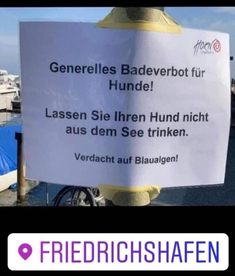 Giftköder-Verdacht auf Blaualgen im Bodensee-Profilbild