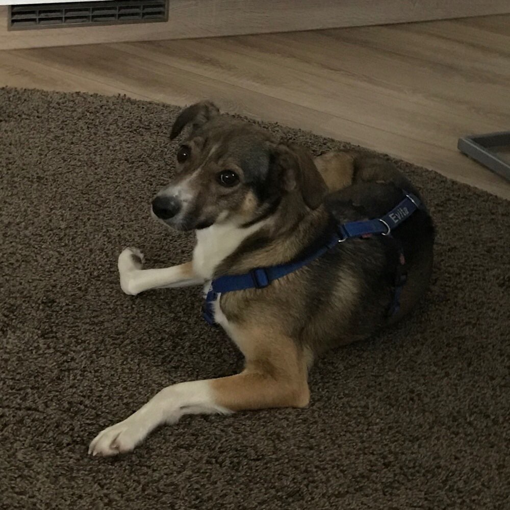 Hundetreffen-Gemeinsame Spaziergänge-Profilbild