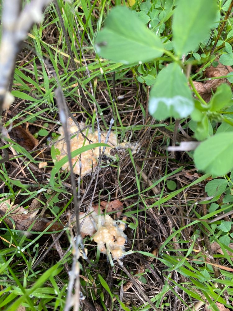 Giftköder-Evtl Giftköder Niederweimar-Profilbild