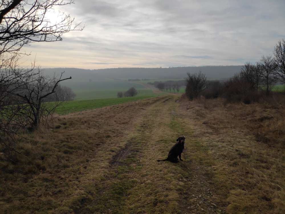 Hundetreffen-Spielen und Toben-Profilbild