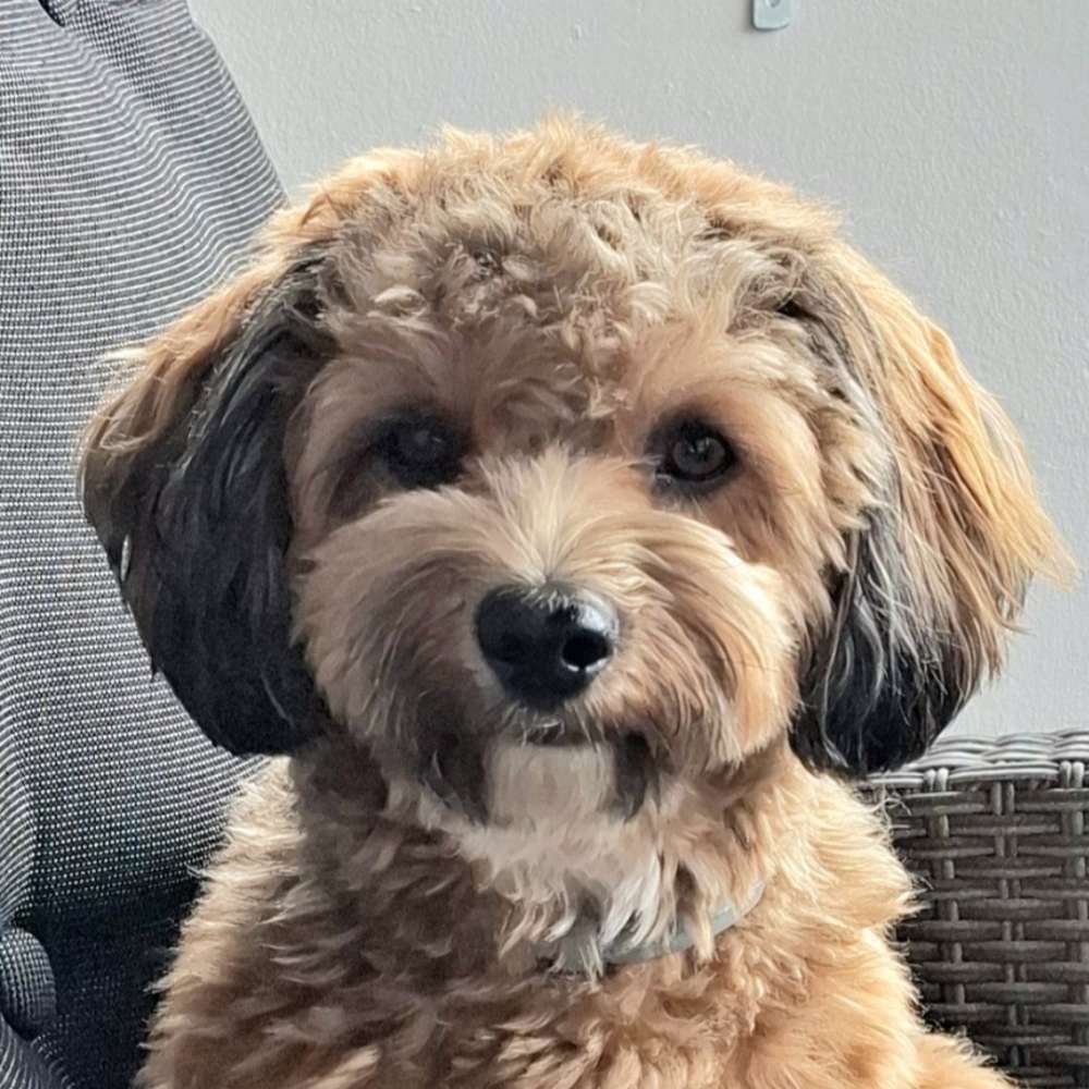 Hundetreffen-Hundetreffen im Umkreis von Oldenburg in Holstein-Profilbild