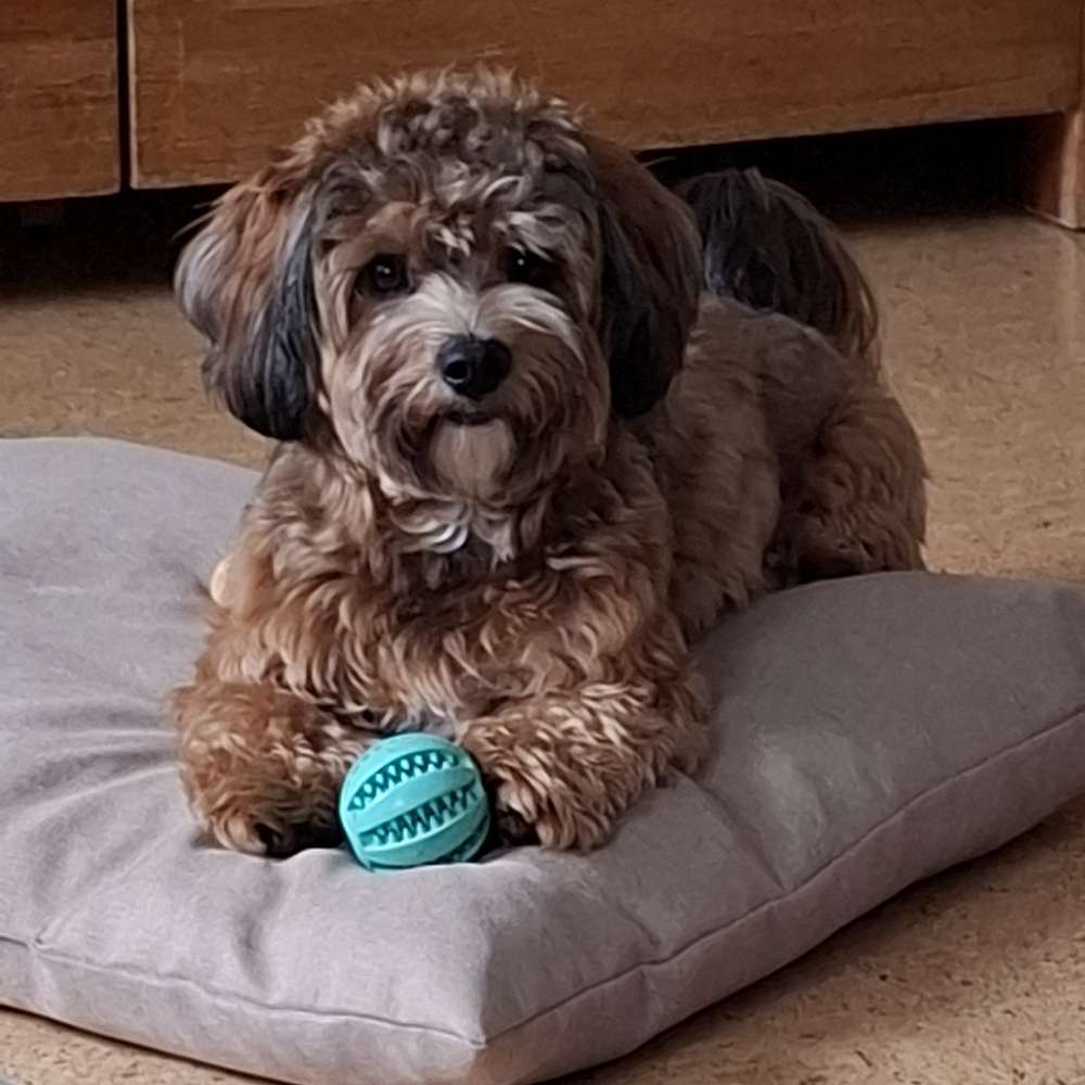 Hundetreffen-Gassi - und Spielerunde-Profilbild