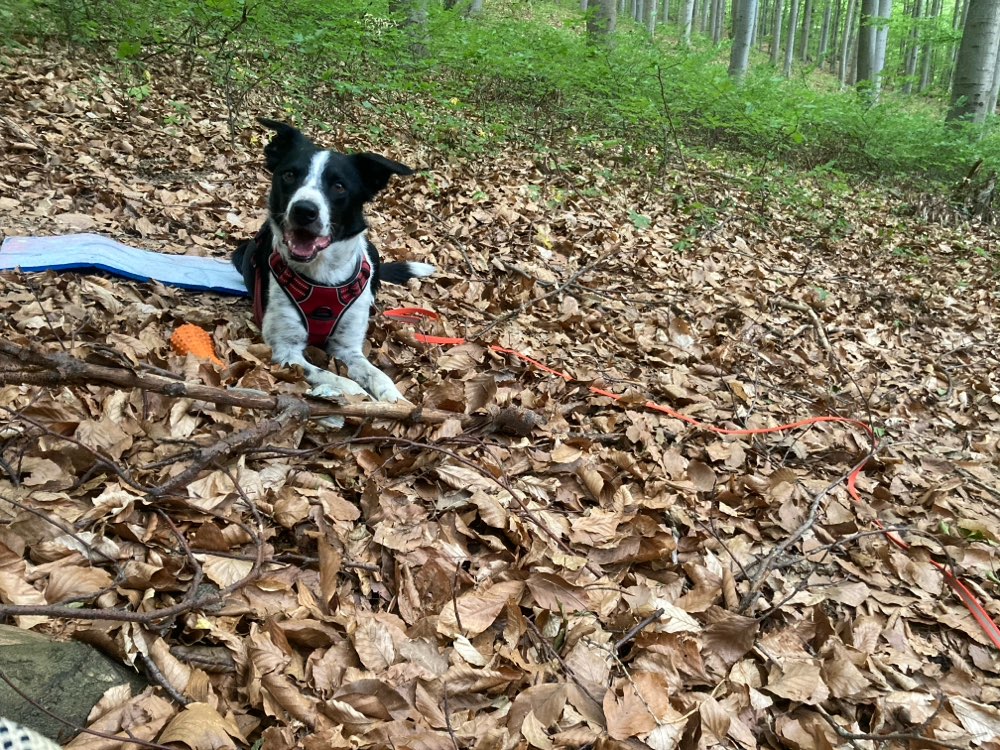 Hundetreffen-Socialwalk Roter Berg-Profilbild