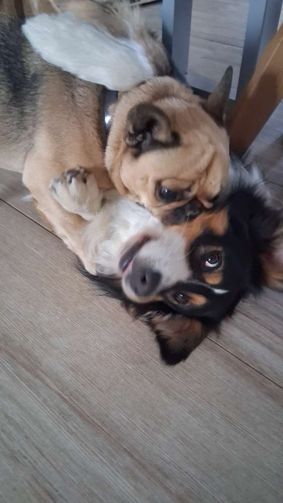 Hundetreffen-Hundebegegnungen und Spaziergänge üben-Profilbild