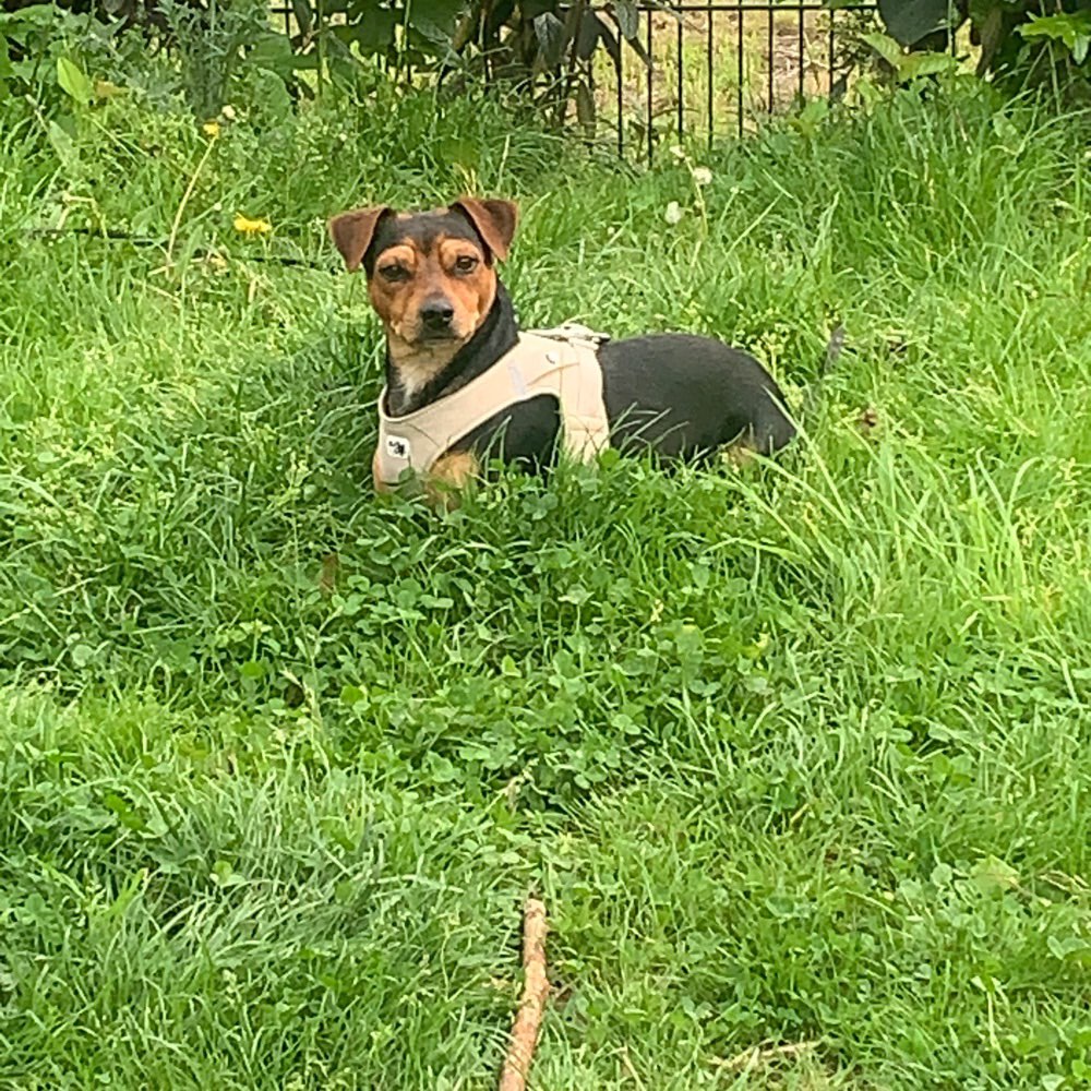 Hundetreffen-Hundetreffen auf dem Sonnenberg-Profilbild