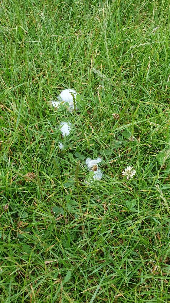 Giftköder-Ggf Gift am Ententeich-Profilbild