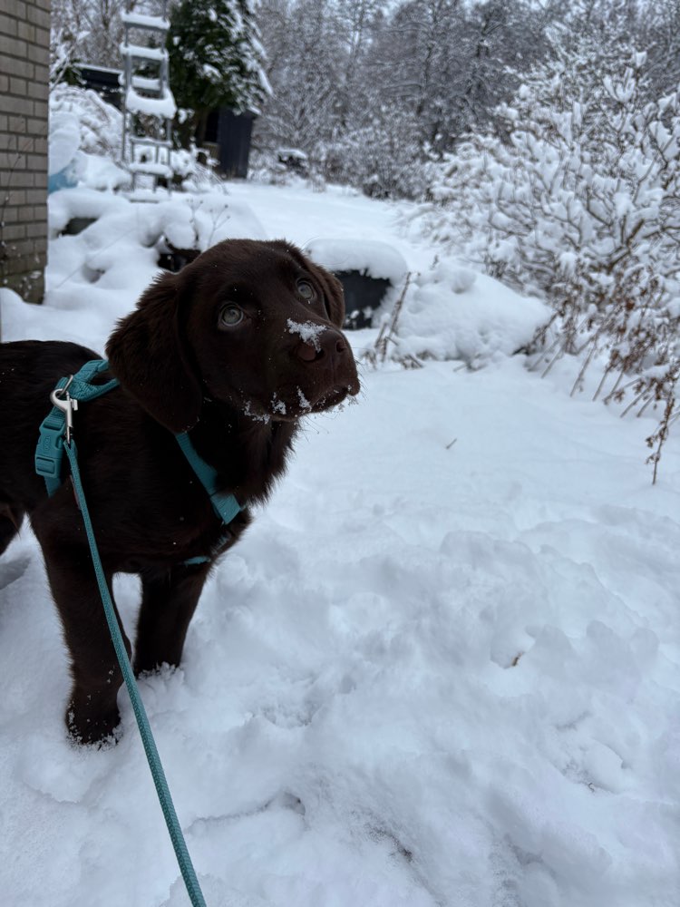 Hundetreffen-Spielekumpel gesucht-Profilbild