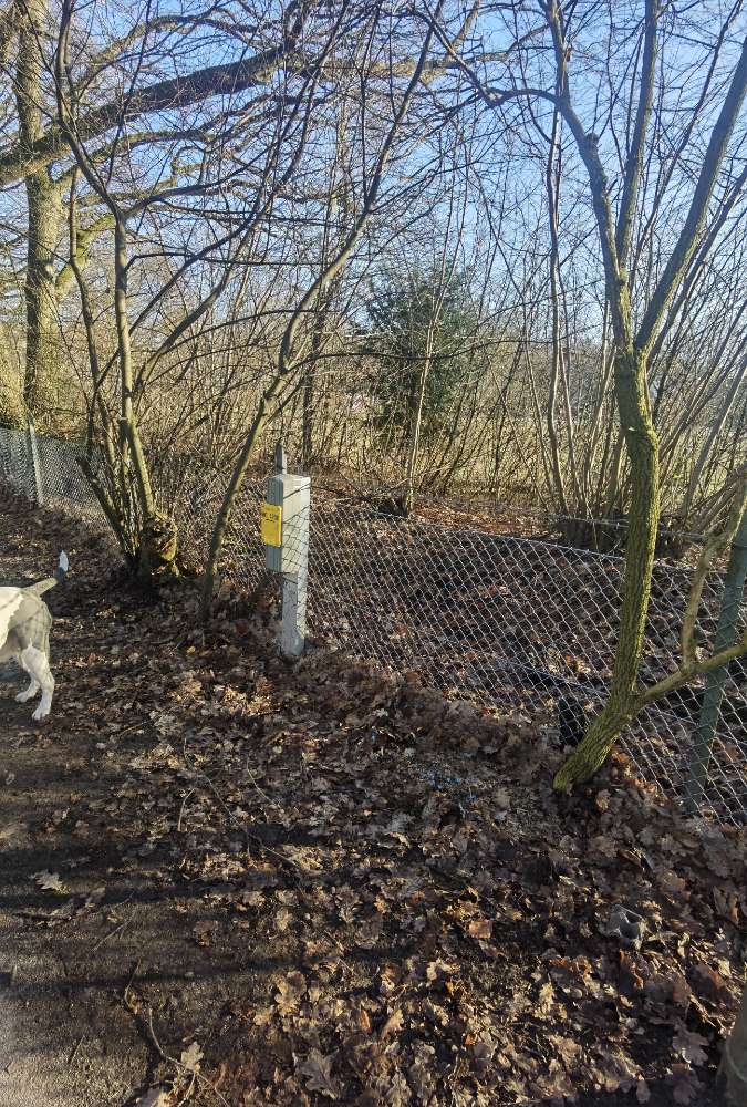 Giftköder-Blaue Kügelchen-Profilbild