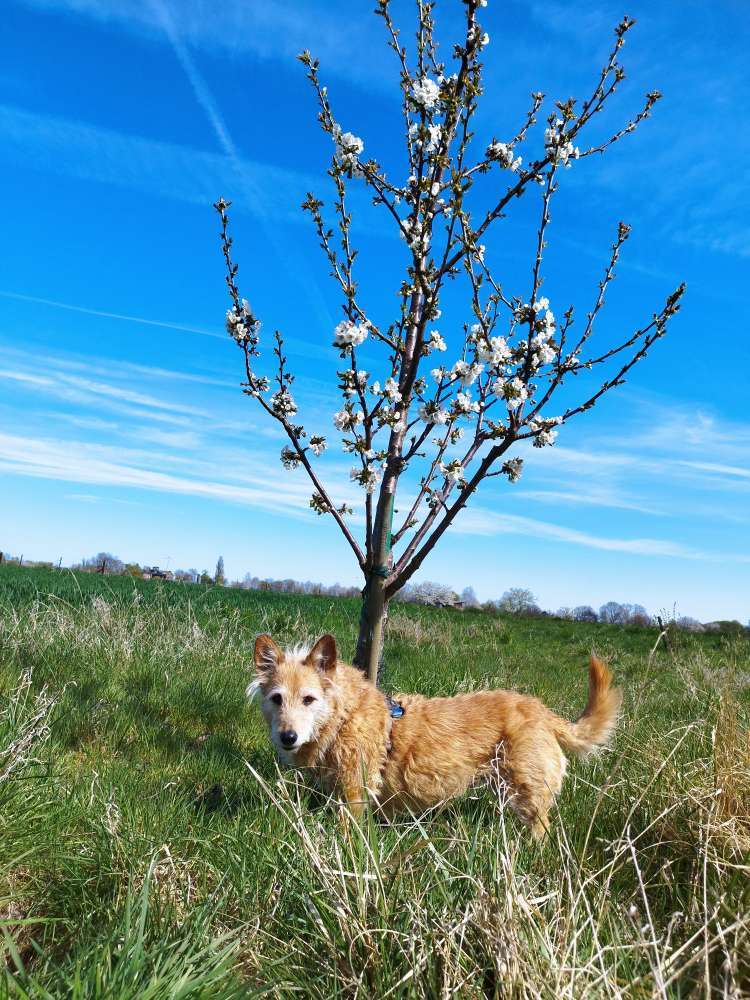 🌺 Dogorama Photo Challenge: Knospen und Blüten der Bäume Banner