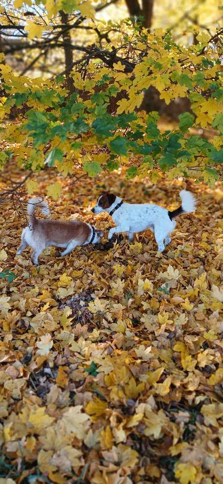 Dogorama Foto Challenge: Herbstwanderung Banner