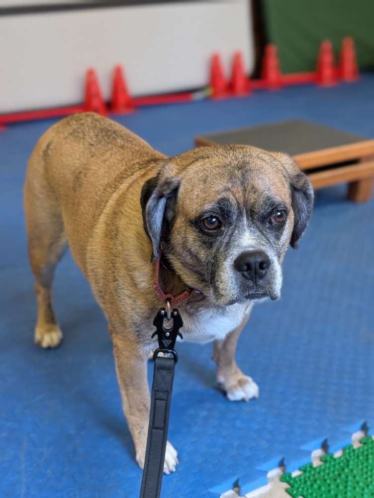 137. Farbenchallenge Banner