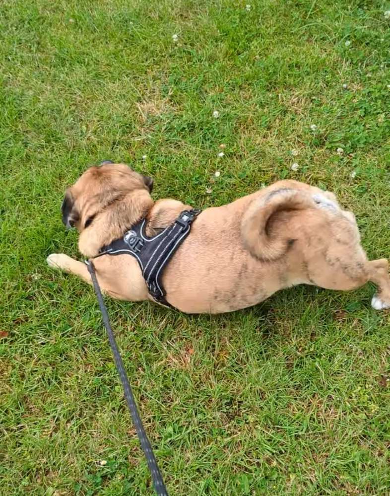 165. Video Challenge: mein Hund verhält sich seltsam 🤔🫣 Banner