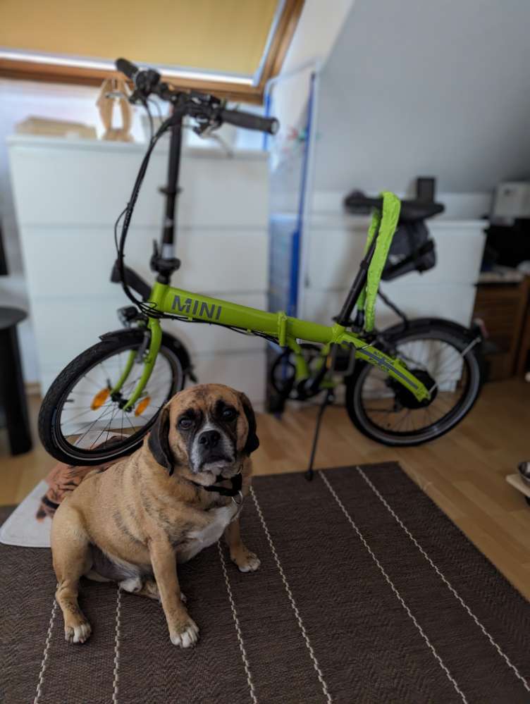 147. Fotochallenge: Dein Hund und ein Fahrrad Banner