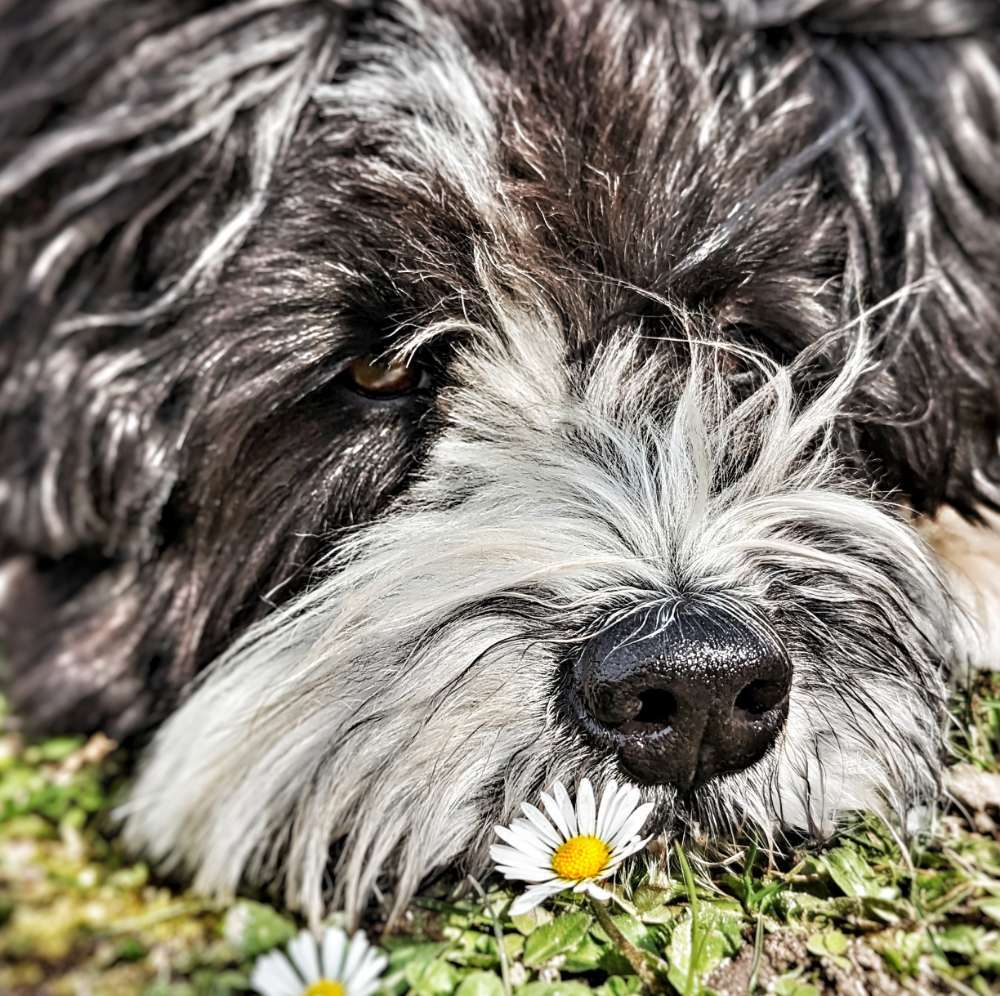 Dogorama Photo Challenge: Das erste Gänseblümchen Banner