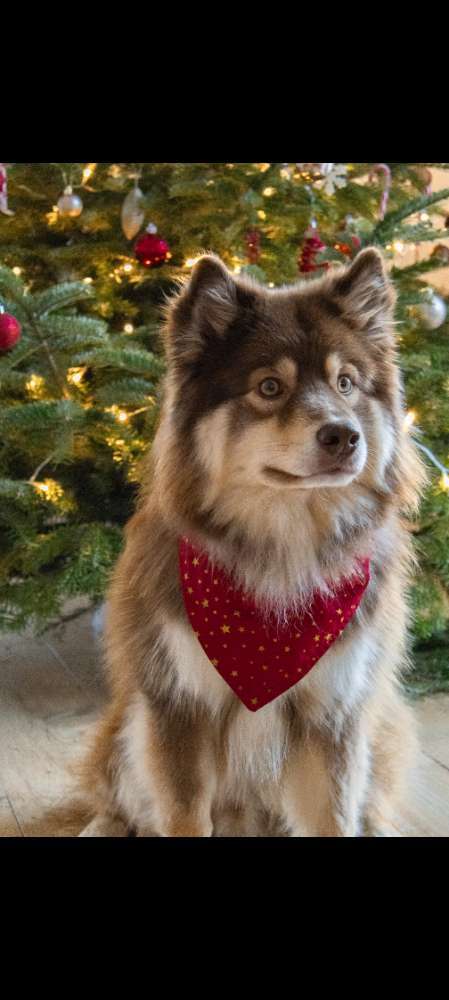 🎄🎁 Dogorama Photo Challenge: Unter dem Weihnachtsbaum, Bescherung Banner