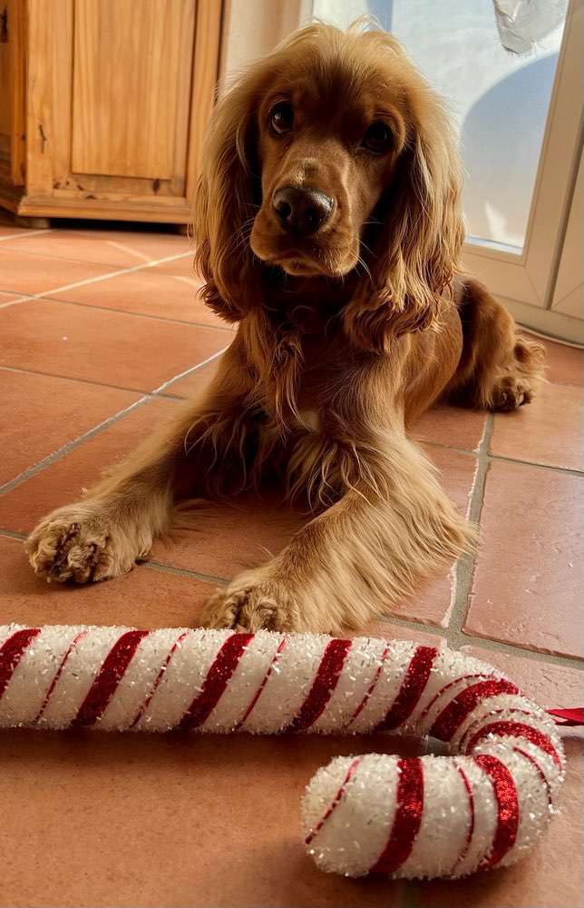 🕯 Dogorama Photo Challenge: Adventszeit und Vorfreude auf Weihnachten Banner