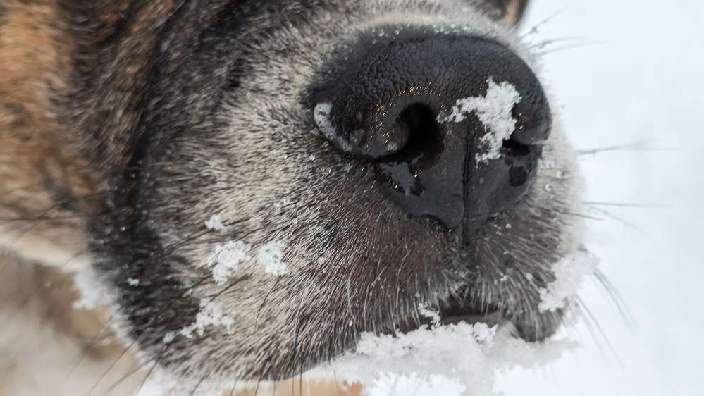 ❄️🐶 Dogorama Photo Challenge: Schnee im Gesicht Banner