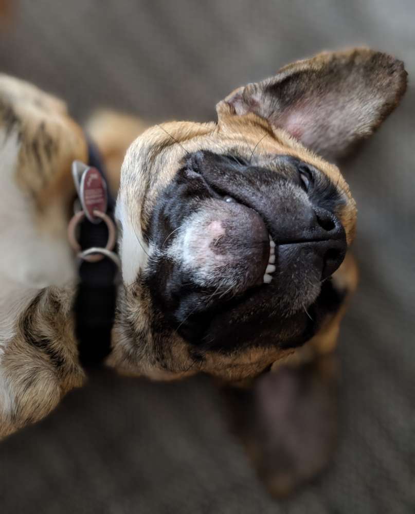 198. Fotowettbewerb: Dein Hund, der Narr Banner