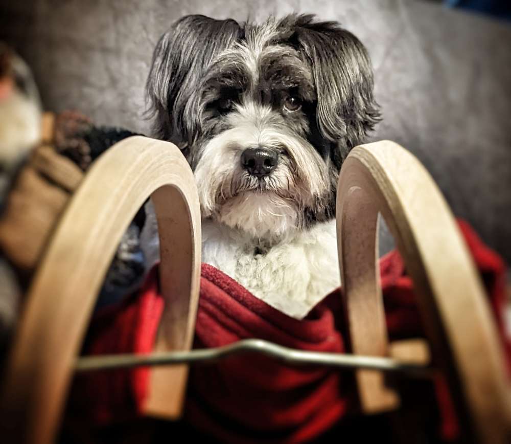 🛷 Dogorama Photo Challenge: Schlittenspaß Banner