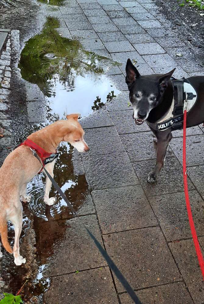 ☔️ Dogorama Photo Challenge: Aprilwetter Banner