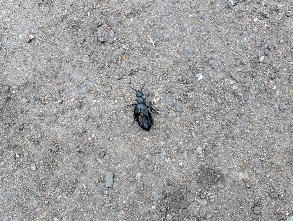 Giftköder-Ölkafer-Profilbild