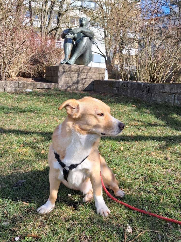 Dogorama Photo Challenge: dein Hund mit einer Statue Banner