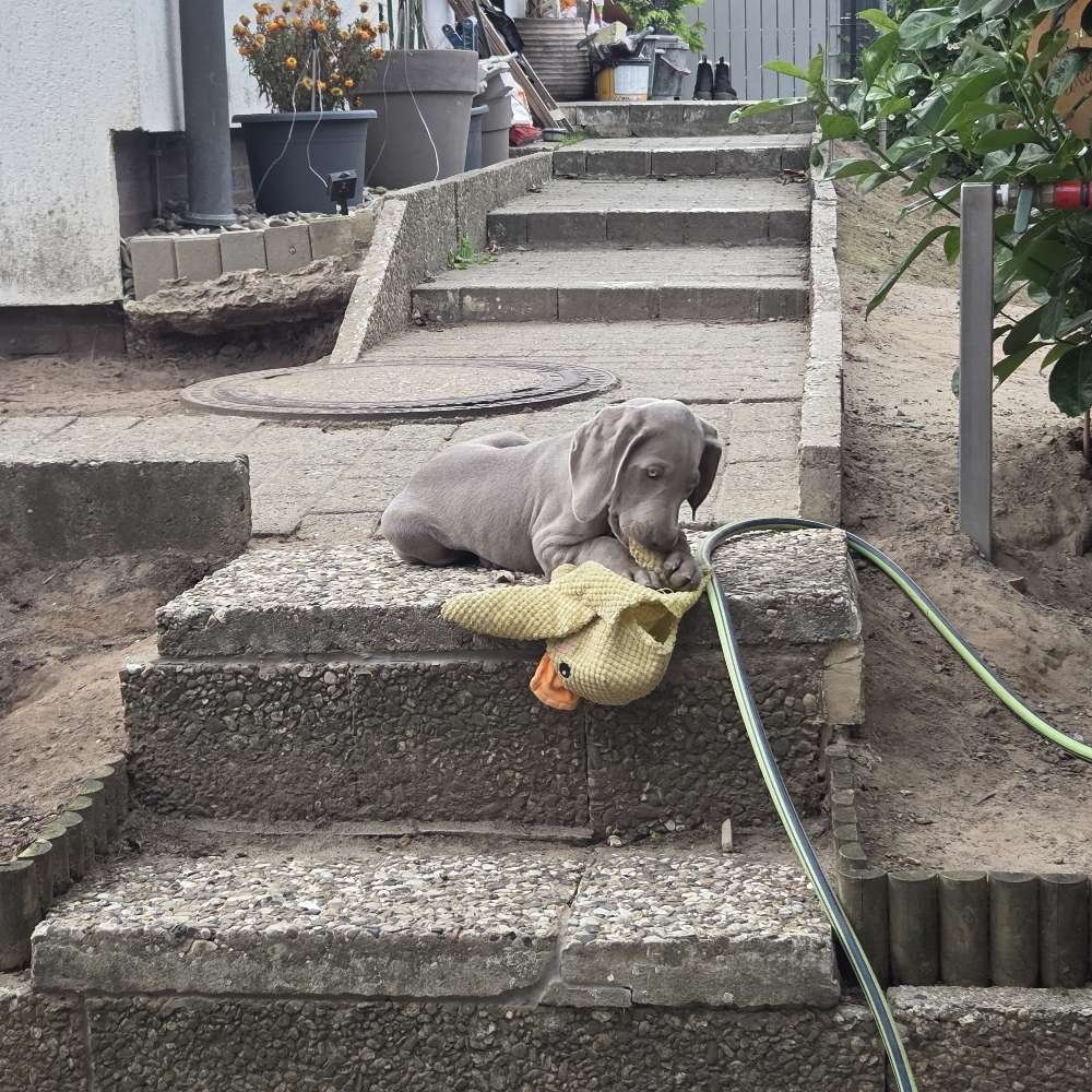 Hundetreffen-Spielpartner gesucht für 10 wochen jungen weimaraner-Profilbild