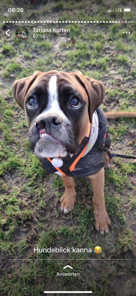 Hundetreffen-Boxer unter sich?-Profilbild