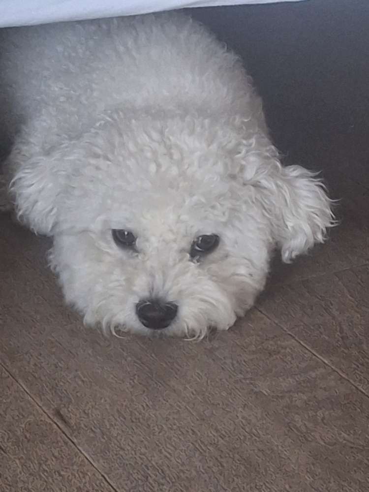 Hundetreffen-Plankstadt-Profilbild