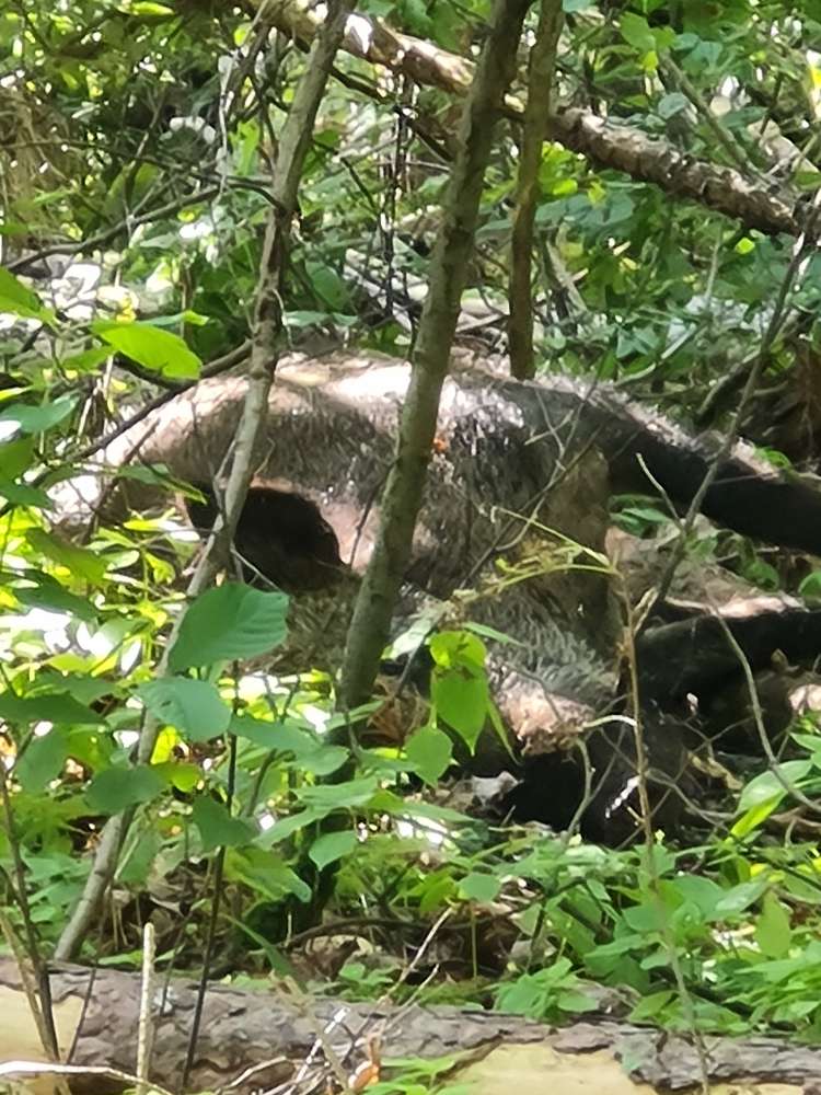 Giftköder-Totes Wildschwein-Profilbild