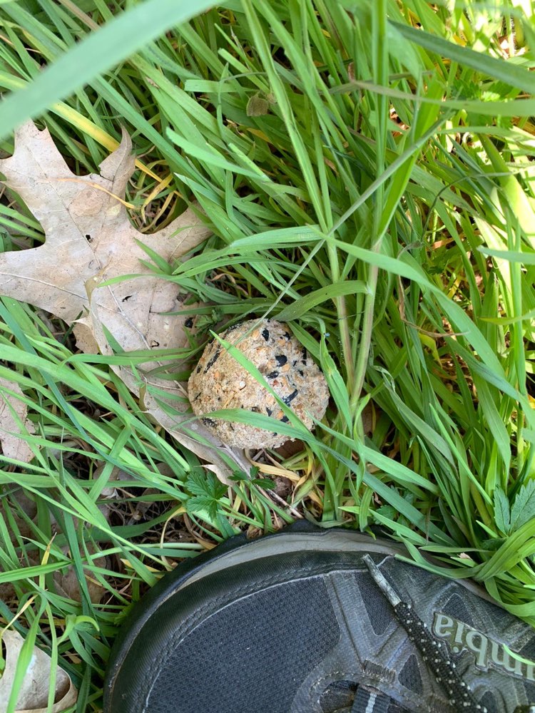 Giftköder-Möglicher Giftköder-Profilbild