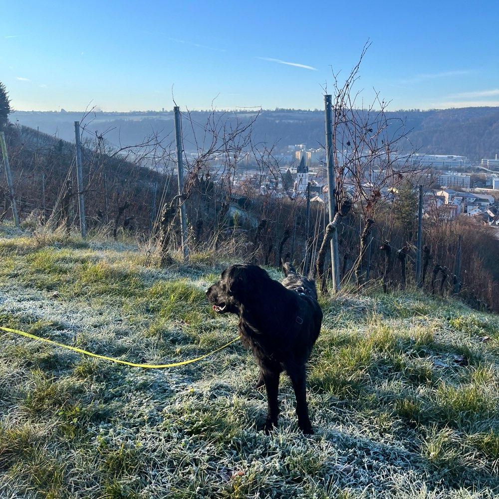 Hundetreffen-Gassirunde/Hundebegegnung trainieren-Profilbild