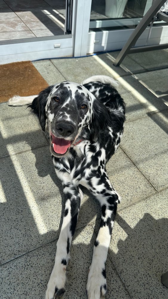 Hundetreffen-Gassi-Treffen & Betreuung-Profilbild