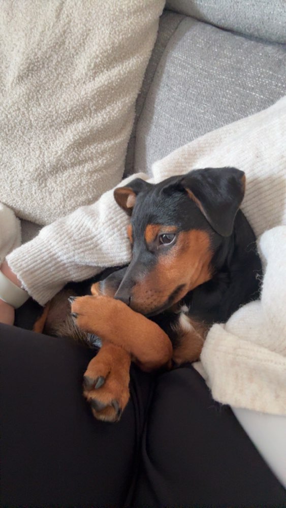 Hundetreffen-Welpen oder kleine Hunde zum spielen-Profilbild