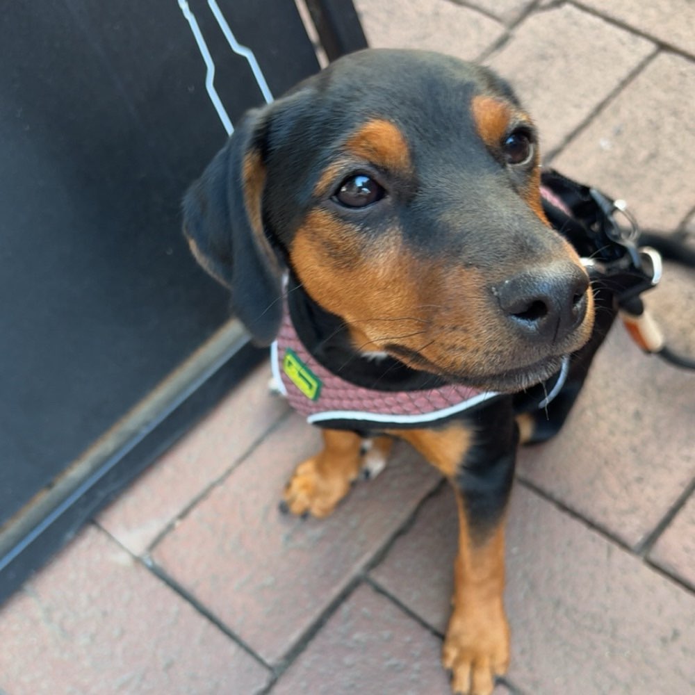 Hundetreffen-Welpen oder kleine Hunde zum spielen-Profilbild
