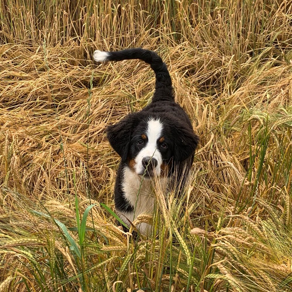 Hundetreffen-Spielrunde-Profilbild