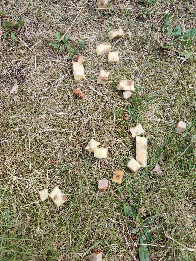 Giftköder-Giftköder gefunden-Profilbild