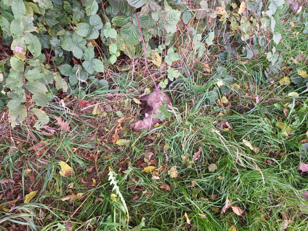 Giftköder-Tierkadaver-Profilbild