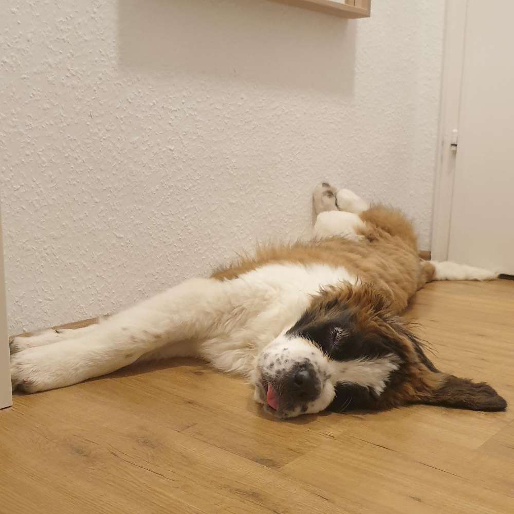 Hundetreffen-Spieletreffen-Profilbild