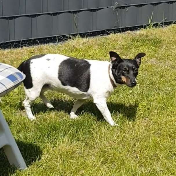 Hundetreffen-Gassirunde und spielen-Profilbild