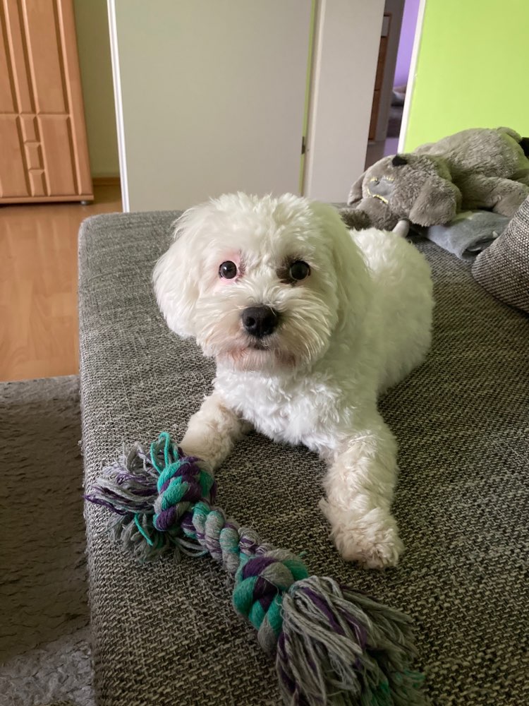 Hundetreffen-Gemeinsames gassi gehen-Profilbild