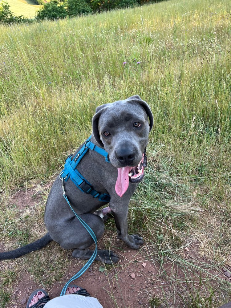 Hundetreffen-Spielrunden in Baltersweiler und Umgebung-Profilbild